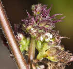 Hairy crabweed <BR>Clammyweed